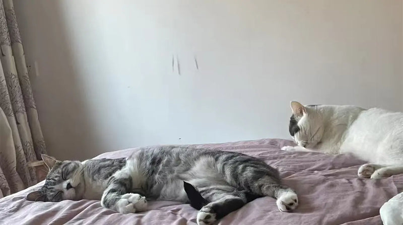 Two relaxed cats sleeping peacefully on a cozy bed, representing the stress-free home environment created by Petpatlife grooming tools.