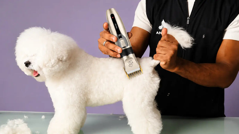 Grooming a white fluffy dog with Petpatlife heavy-duty cordless dog clippers for a salon-quality finish at home.
